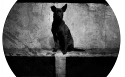 Sentinelle - Chien noir